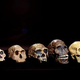 Image for article titled How did humans really evolve?